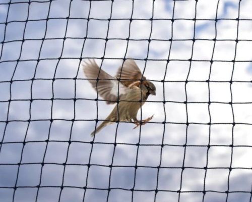 Bird Netting Services Image