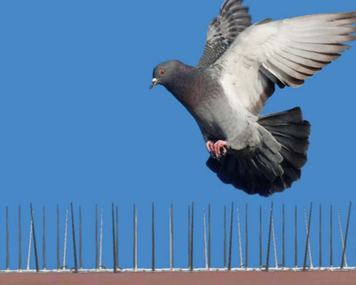 Bird Spikes Services Image